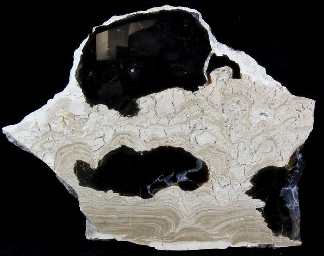 Polished Stromatolite (Collumnacollenia) - Russia #41853